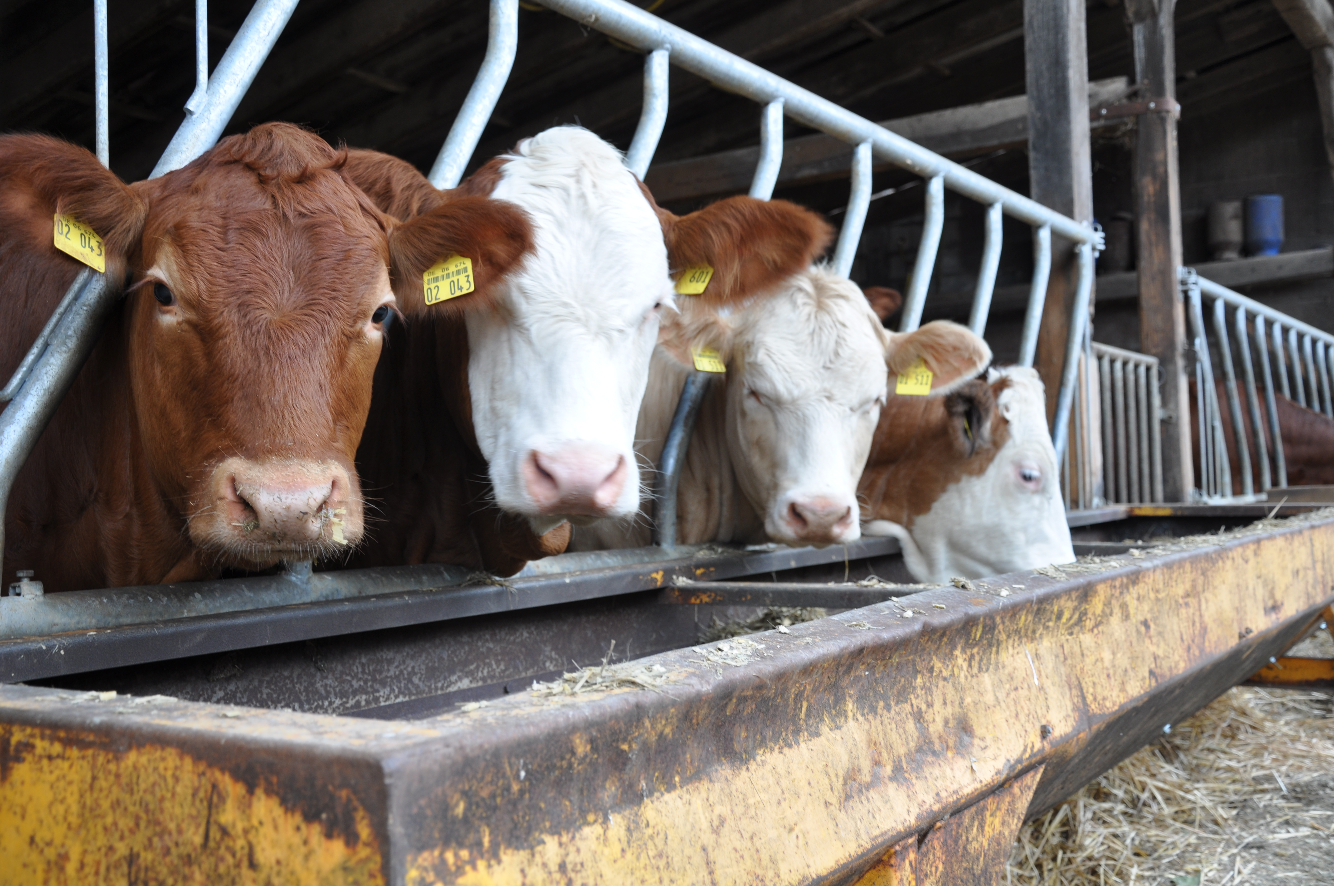 Erlebnis-Bauernhof Vogler – Bild 6