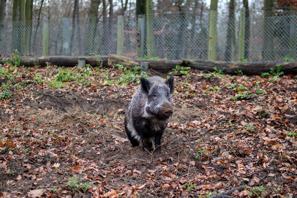 Damwildgehege – Bild 2