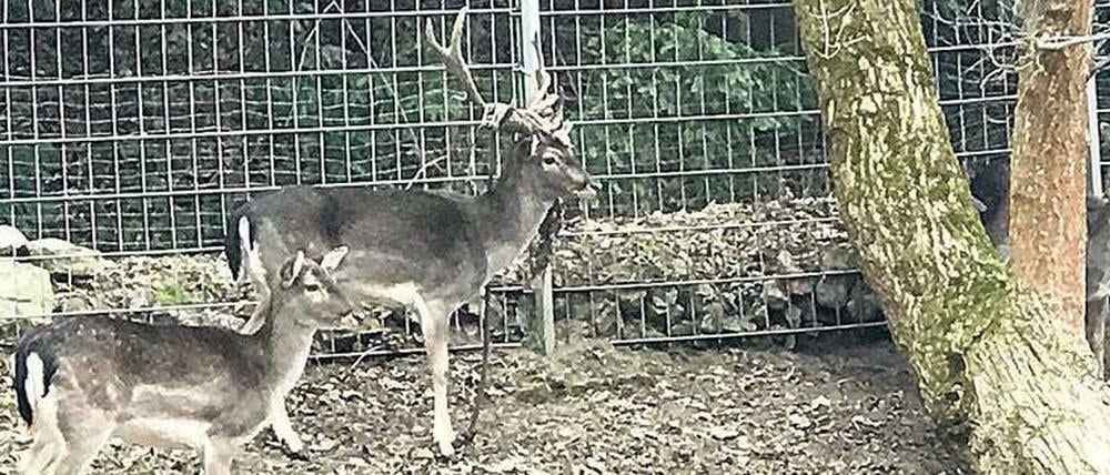 Damwildgehege – Bild 3