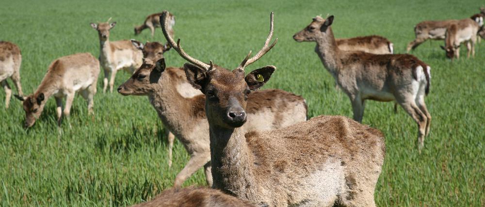 Damwildgehege – Bild 4