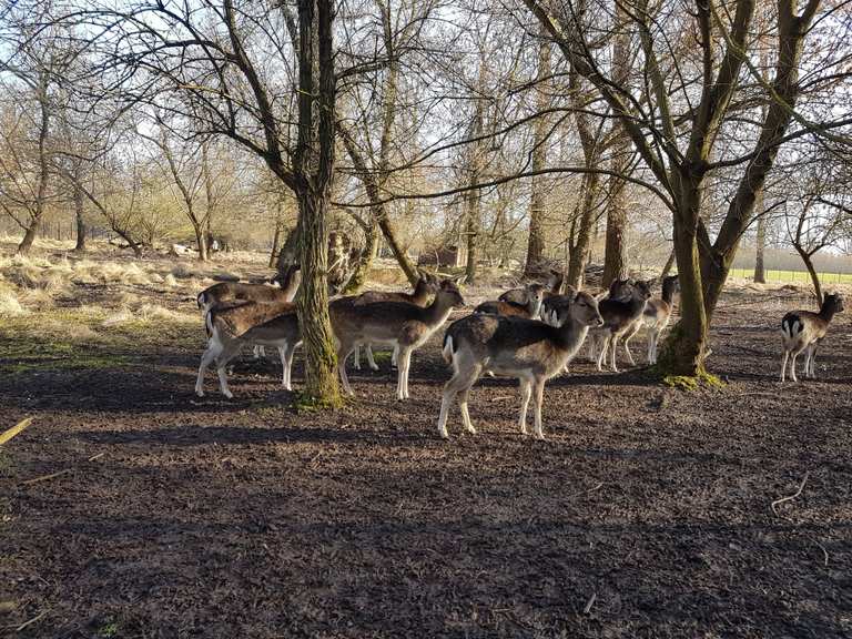 Damwildgehege – Bild 5