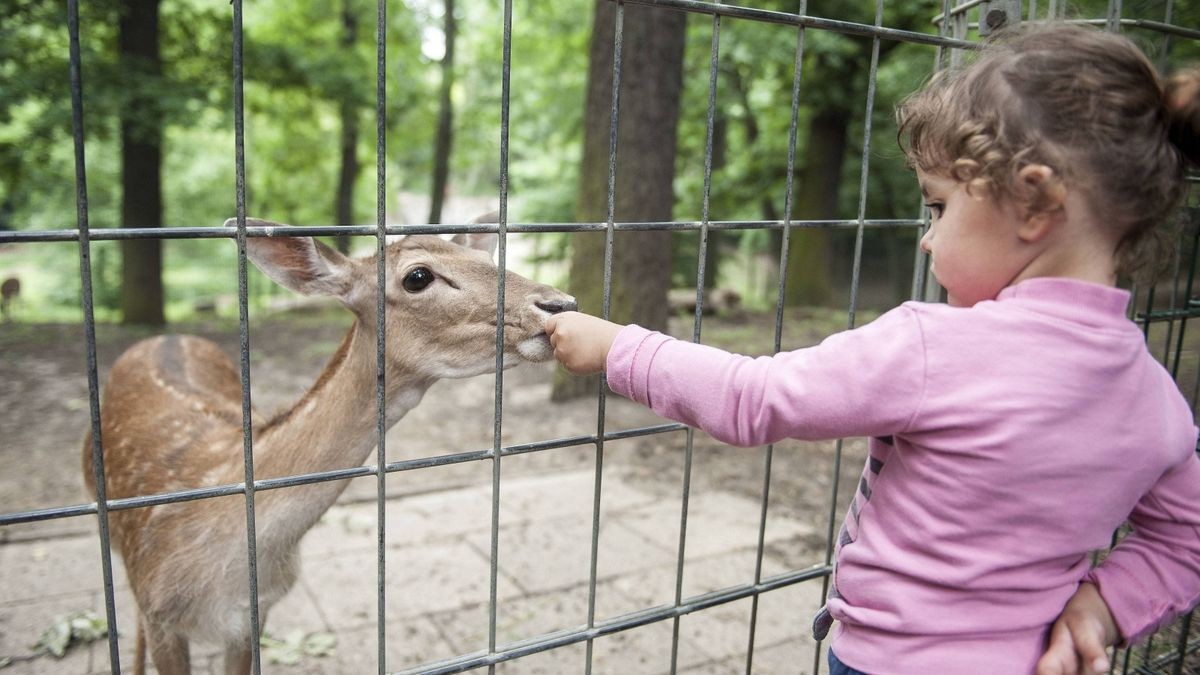 Damwildgehege – Bild 6