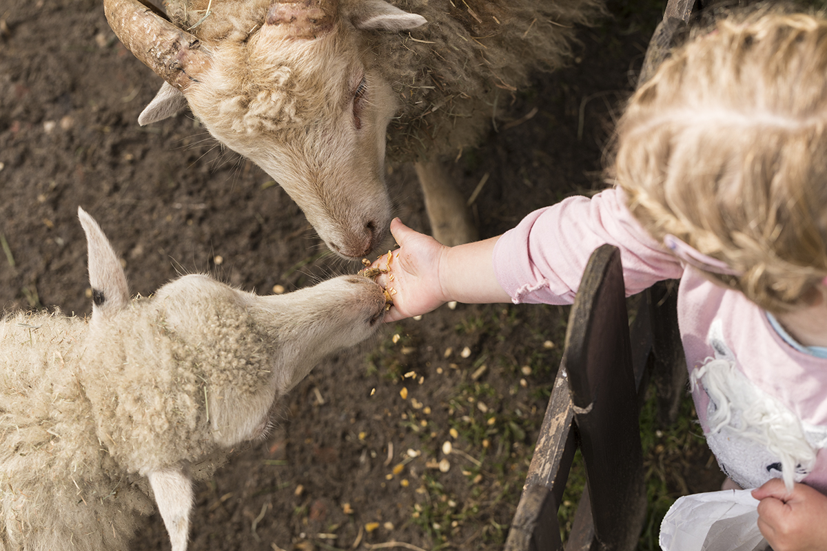 Karolinenhof – Bild 3