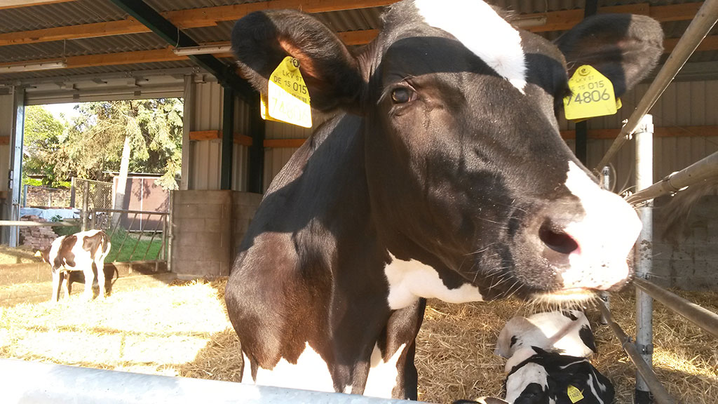 Bauernhof Eversdorf – Bild 6