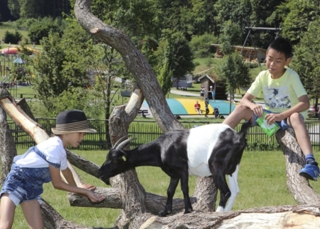 BergTierPark Blindham – Bild 5