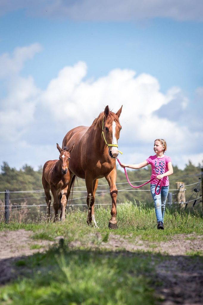 Reit- und Ferienhof Klaucke – Bild 3