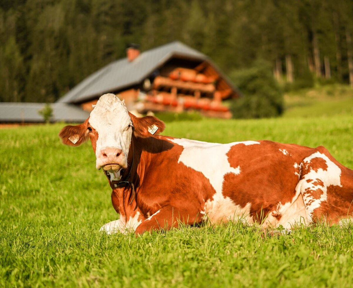 Bio-Bauernhof Oberhinterberg Annaberg – Bild 5