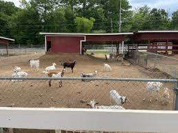 Livermon Park & Mini Zoo – Bild 1