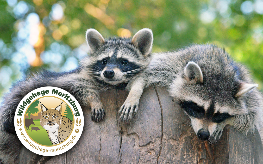 Wildgehege Moritzburg - Staatsbetrieb Sachsenforst Forstbezirk Dresden – Bild 2