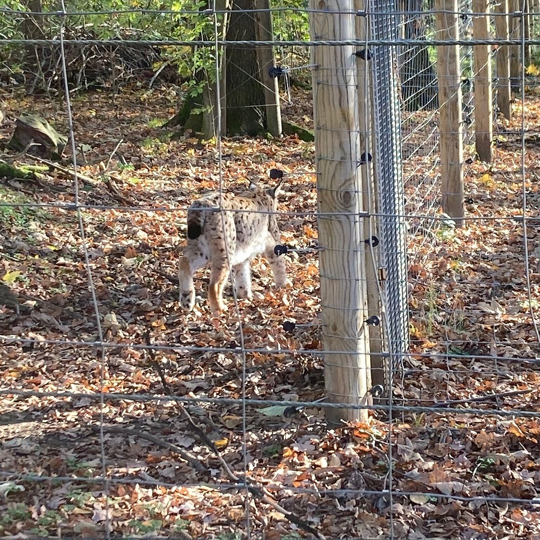 Wildgehege Moritzburg - Staatsbetrieb Sachsenforst Forstbezirk Dresden – Bild 6