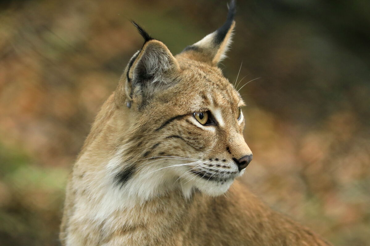 WildtierPark Edersee – Bild 3