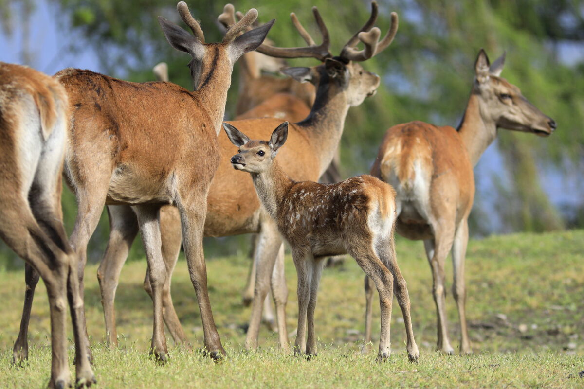 WildtierPark Edersee – Bild 4