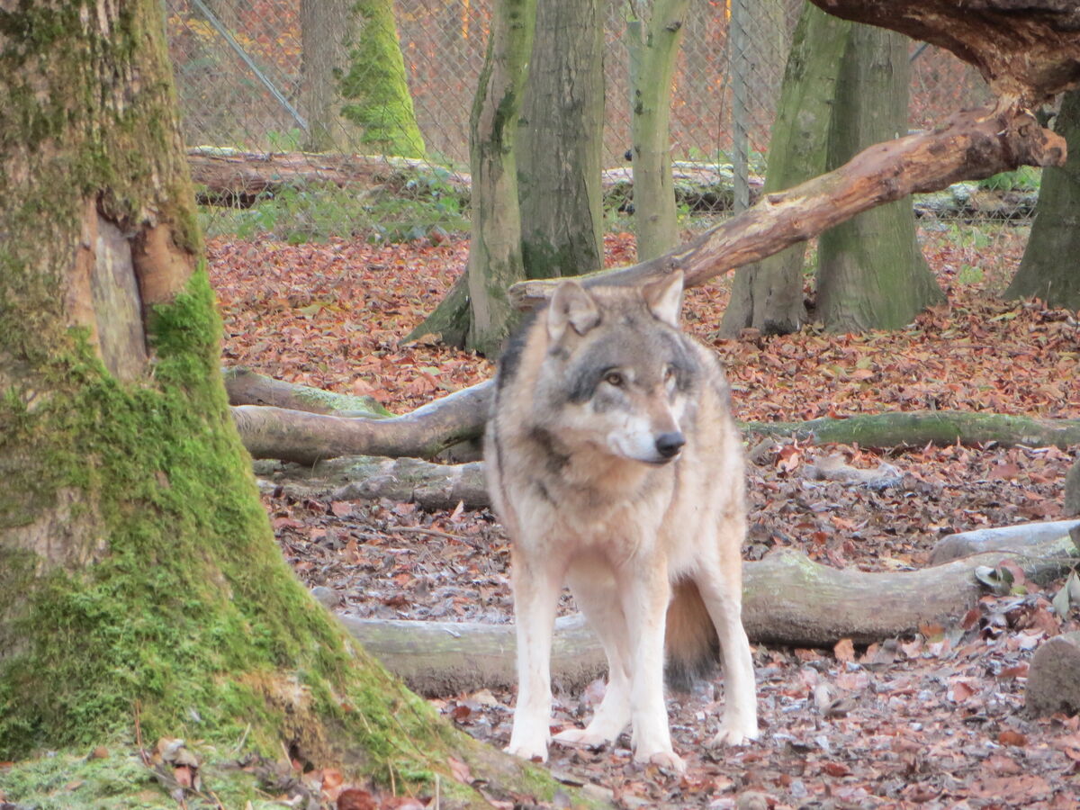 Wildpark Tiergarten Weilburg – Bild 4