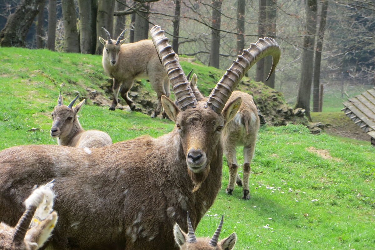 Wildpark Tiergarten Weilburg – Bild 5