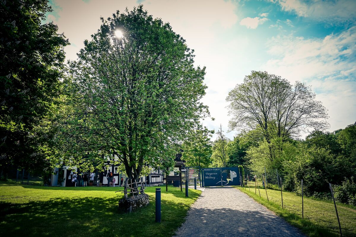 Wildpark Tiergarten Weilburg – Bild 6