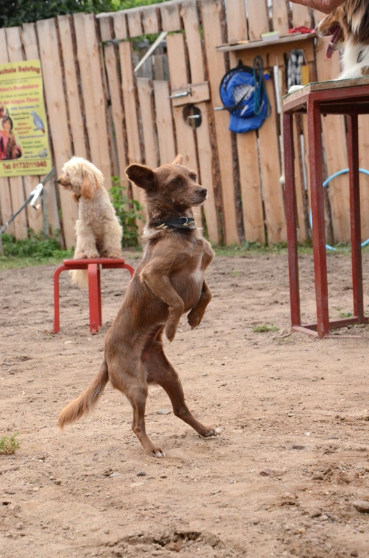 Hof der Klugen Tiere – Bild 1