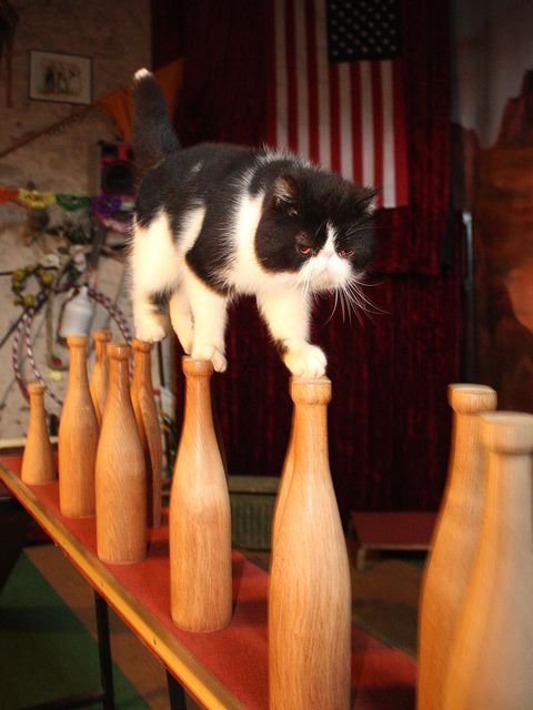 Hof der Klugen Tiere – Bild 2