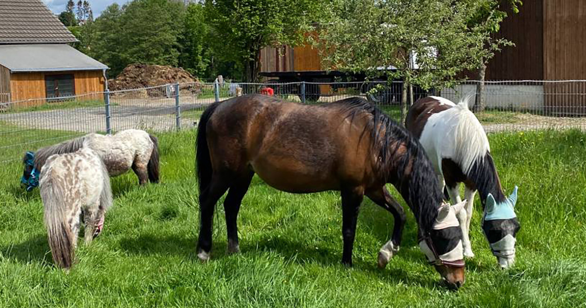 Jansen-Hof – Bild 2