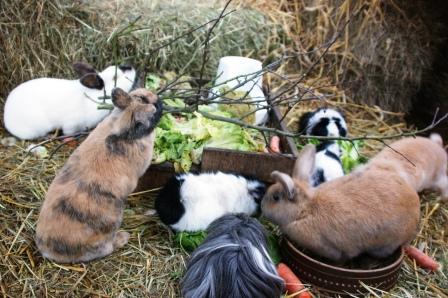 Tier- und Ökogarten Peine – Bild 5