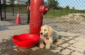 City of Kenora Dog Park – Bild 2