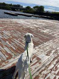 City of Kenora Dog Park – Bild 3