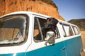 City of Kenora Dog Park – Bild 4