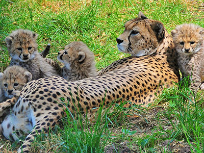 Zoo Landau in der Pfalz – Bild 3