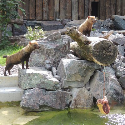 Zoo Landau in der Pfalz – Bild 4