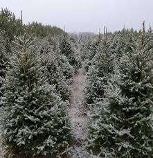 Sandpiper Tree Farm – Bild 1