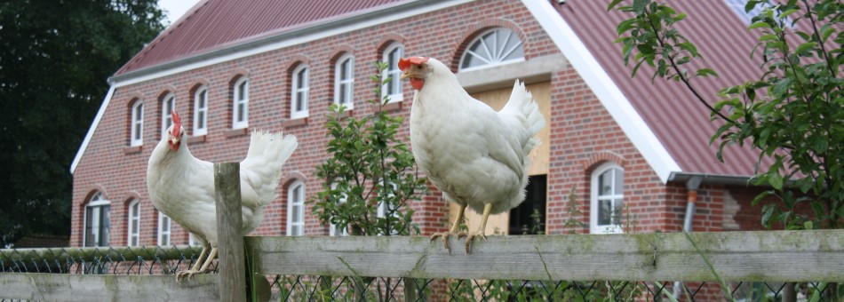 Ferienhof "Westerhörn" - Günther Itzen – Bild 2