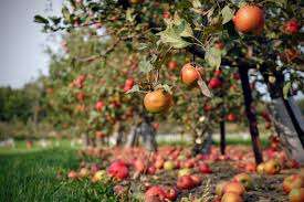 Willowgrove Farm, Day Camp, Field Trips, and Nature School – Bild 3