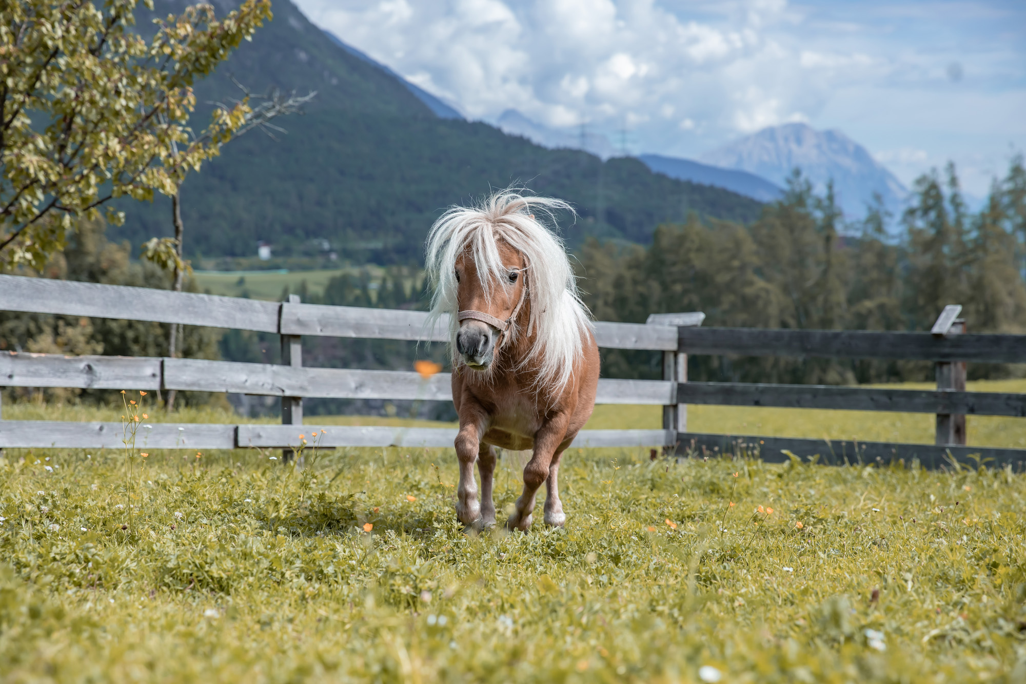 Albeinelerhof Kinderbauernhof – Bild 3