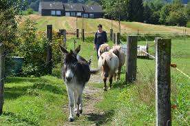 Pensionsstall Jost – Bild 2