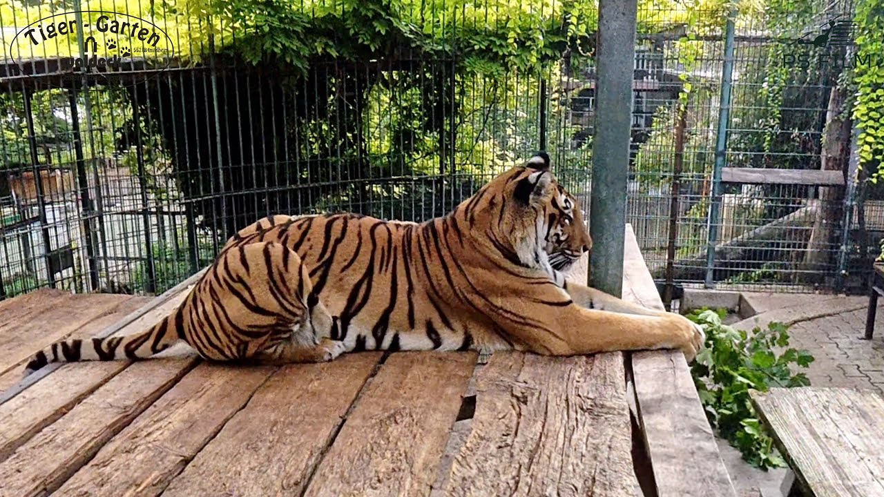 Tiger-Garten Waldeck e. V. – Bild 2