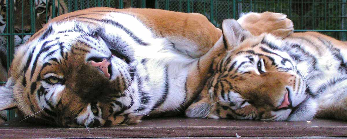 Tiger-Garten Waldeck e. V. – Bild 4