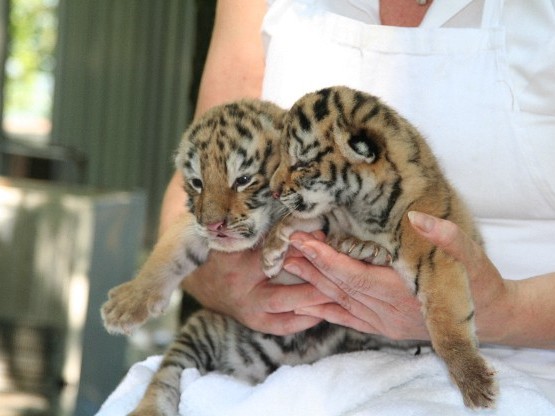 Tiger-Garten Waldeck e. V. – Bild 5