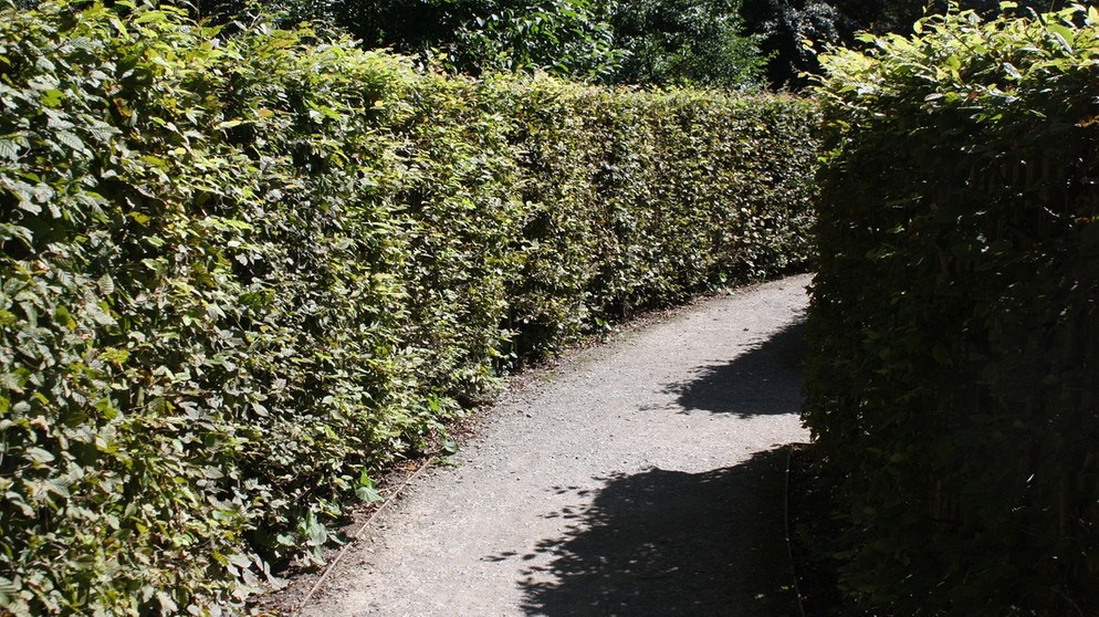 Irrgarten Im Schönbusch – Bild 5