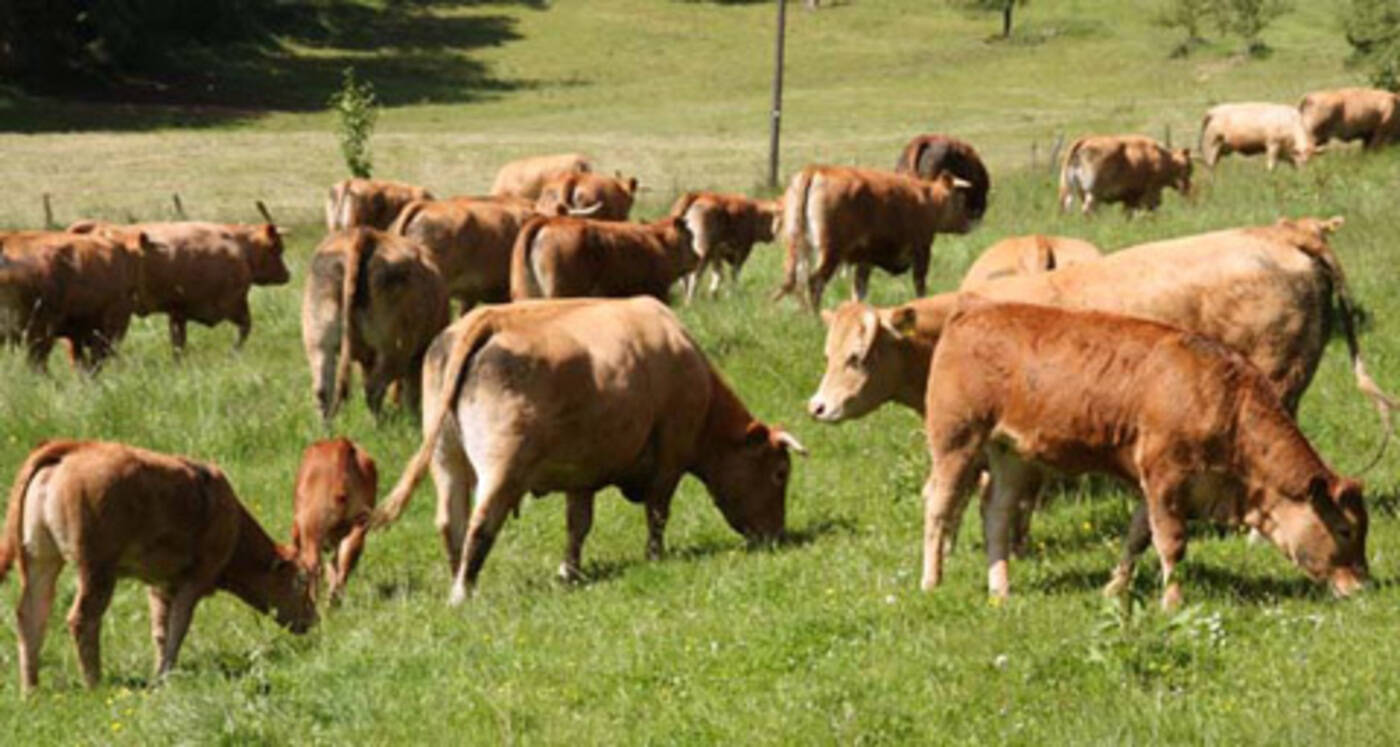 Hofgut Mohrenstetten – Bild 6