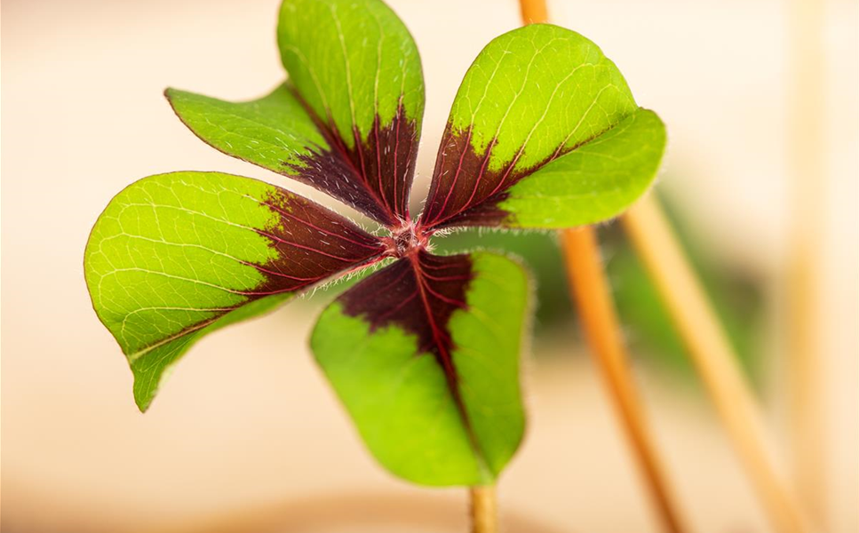 Gärtnerei Schliebener eGbR – Bild 5