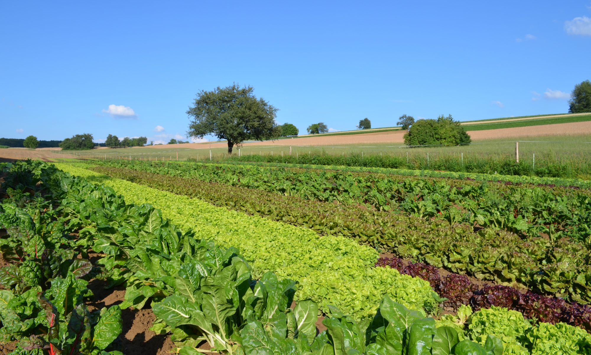 Biolandhof Petrik – Bild 4