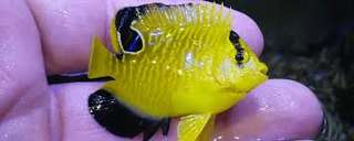 DDK Pets N Points – Bild 4