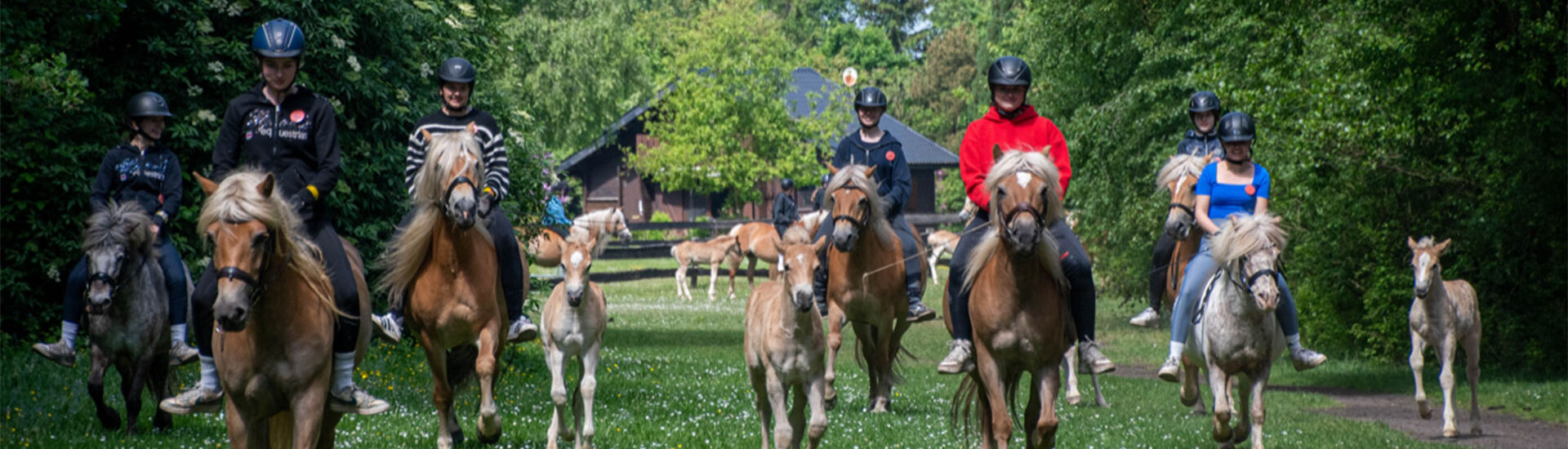 Pony-Park Padenstedt – Bild 2