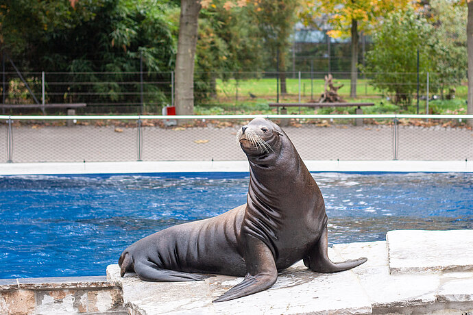 Kalifornische Seelöwen – Bild 2