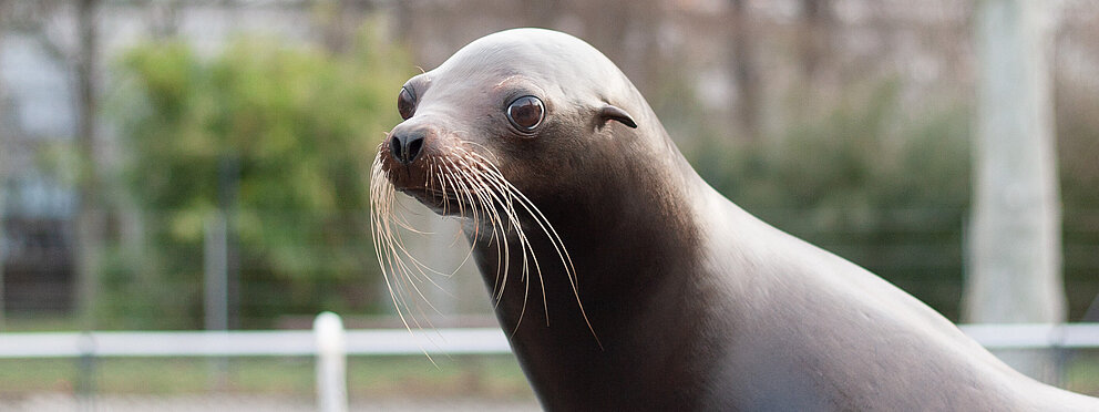 Kalifornische Seelöwen – Bild 3
