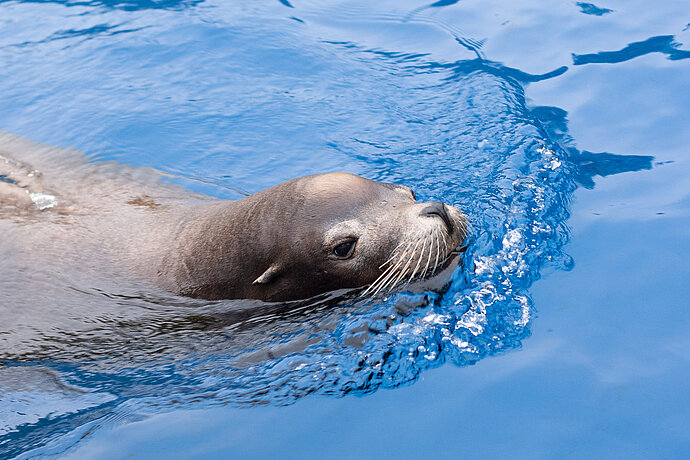 Kalifornische Seelöwen – Bild 4