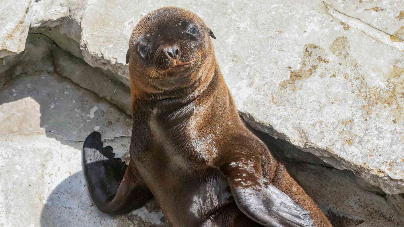 Kalifornische Seelöwen – Bild 5