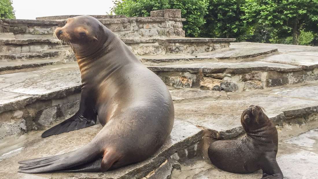 Kalifornische Seelöwen – Bild 6