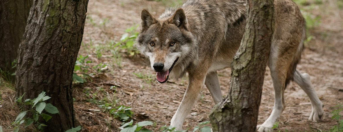 Wildpark Schorfheide – Bild 6