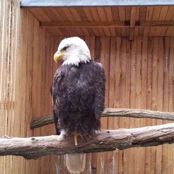 Greifvogelpark Saarburg – Bild 2