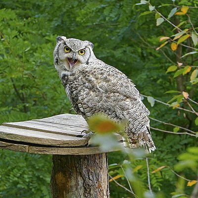 Greifvogelpark Saarburg – Bild 4